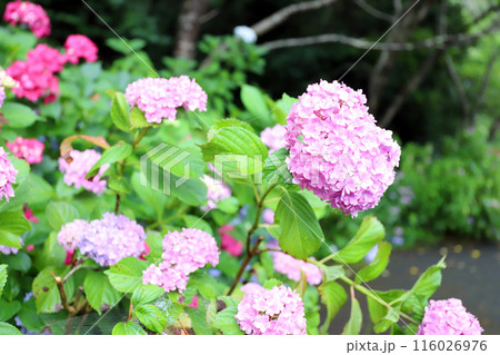 金剛寺の紫陽花(兵庫県 三木市) 金剛寺の紫陽花(兵庫県 三木市) 116026976
