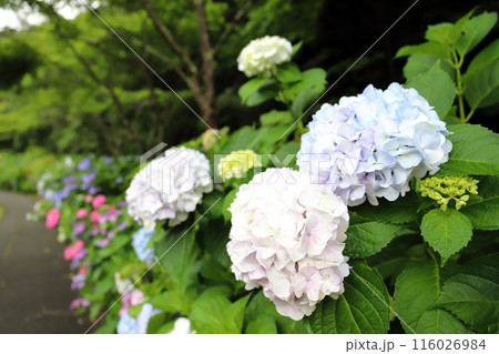 金剛寺の紫陽花（兵庫県 三木市） 116026984