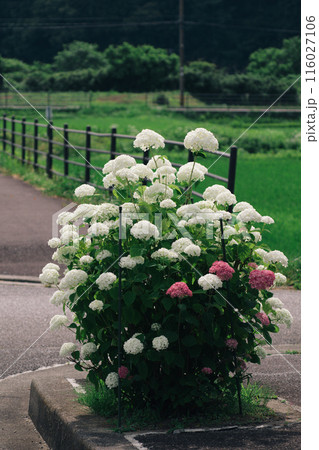 梅雨時に咲く花 アジサイ 梅雨時に咲く花 アジサイ 116027106