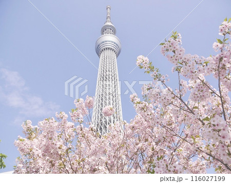 桜の間からスカイツリーを見上げて 116027199