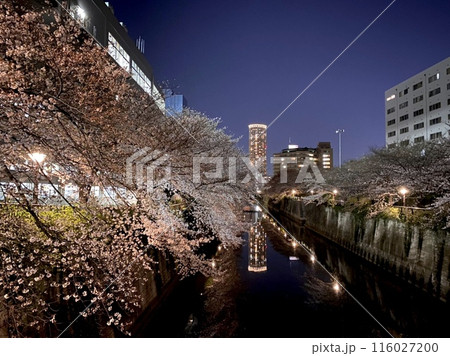 ライトアップされた目黒川の夜桜 116027200
