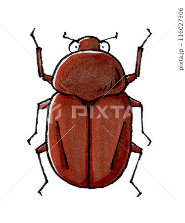 カブトムシ(メス) 116027306