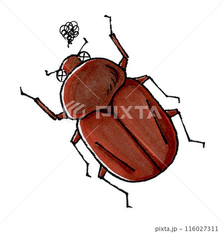 瀕死のカブトムシ(メス) 116027311