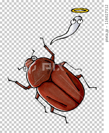 Dead female beetle Dead female beetle 116027312