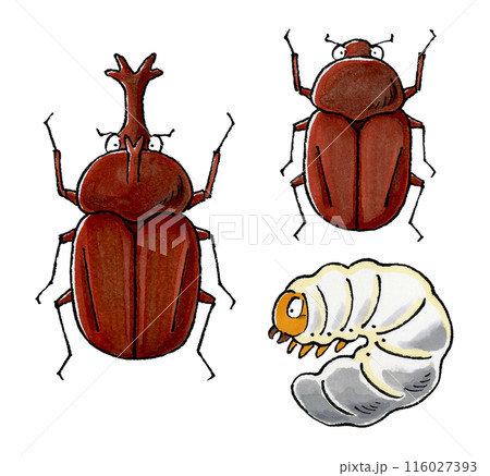 カブトムシセット(オス、メス、幼虫) 116027393