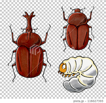 カブトムシセット(オス、メス、幼虫) 116027393
