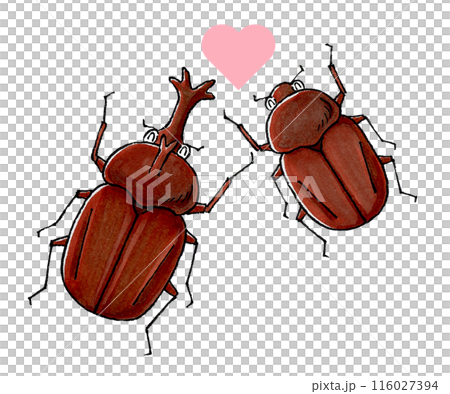 カブトムシのカップル 116027394