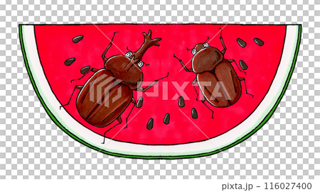 Beetle and watermelon Beetle and watermelon 116027400
