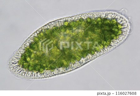 繊毛虫 ミドリゾウリムシ 繊毛虫 ミドリゾウリムシ 116027608