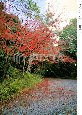 紅葉がきれいな上野公園 紅葉がきれいな上野公園 116028003