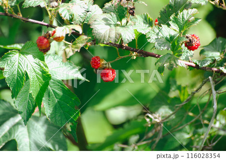 クマイチゴ 116028354