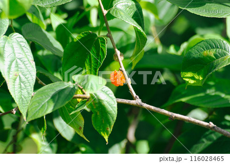 コウゾの実 コウゾの実 116028465