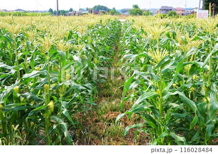 深谷　とうもろこし　畑　トウモロコシ 116028484