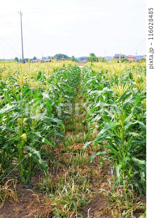 深谷 とうもろこし 畑 トウモロコシ 深谷 とうもろこし 畑 トウモロコシ 116028485