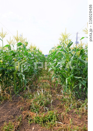 深谷　とうもろこし　畑　トウモロコシ 116028486