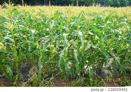 深谷　とうもろこし　畑　トウモロコシ 116028491