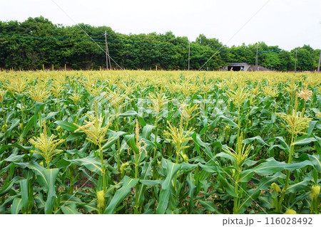 深谷　とうもろこし　畑　トウモロコシ 116028492