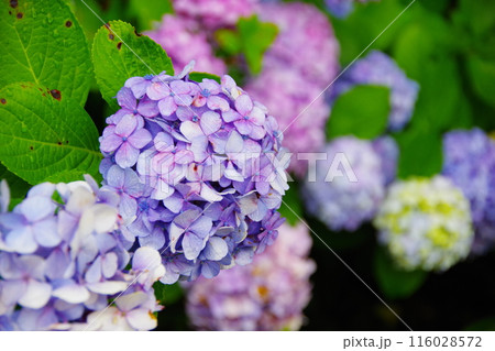 紫陽花 紫陽花 116028572