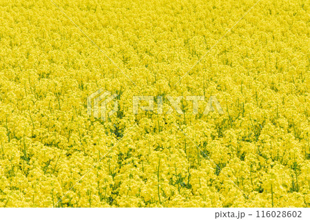 一面菜の花 一面菜の花 116028602