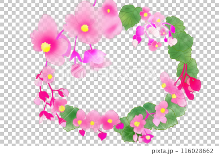 Begonia flower card 1 Begonia flower card 1 116028662