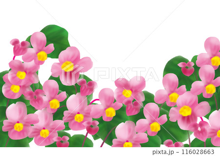 秋海棠(シュウカイドウ)の花のカード2 秋海棠(シュウカイドウ)の花のカード2 116028663