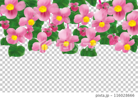 Begonia flower card 5 116028666