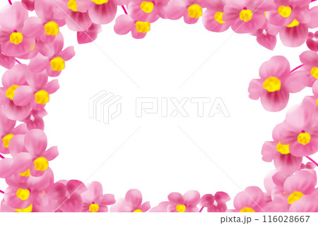 秋海棠(シュウカイドウ)の花のカード6 秋海棠(シュウカイドウ)の花のカード6 116028667