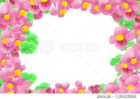 秋海棠（シュウカイドウ）の花のカード7 116028668