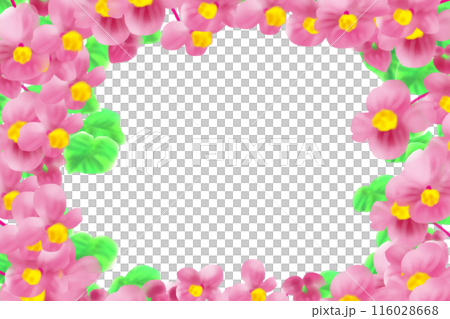 秋海棠（シュウカイドウ）の花のカード7 116028668