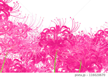 リコリスの花のカード2 116028670