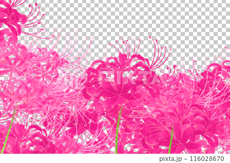 リコリスの花のカード2 116028670