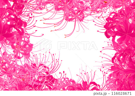リコリスの花のカード3 リコリスの花のカード3 116028671