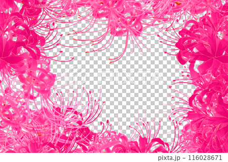 リコリスの花のカード3 リコリスの花のカード3 116028671
