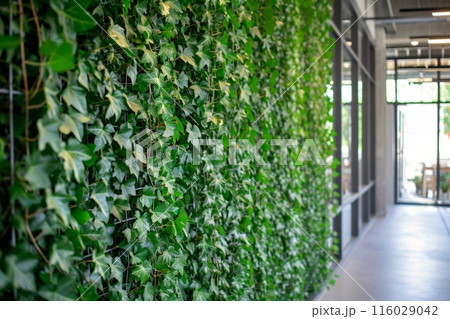walls into a lush haven, each surface adorned with the delicate beauty of ivy leaves 116029042