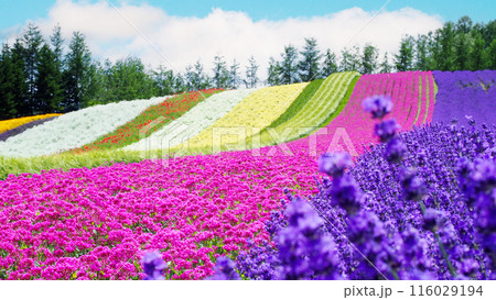 Colorful Flower Field Landscape with Lavender in Hokkaido Colorful Flower Field Landscape with Lavender in Hokkaido 116029194