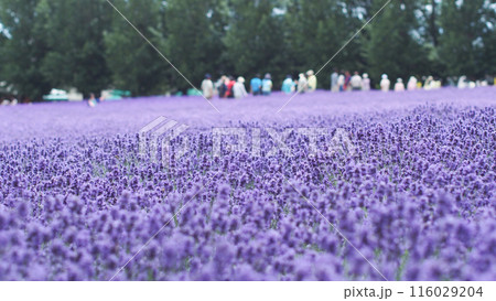 Zone focus of Colorful Flower Field Landscape with Lavender in Hokkaido Zone focus of Colorful Flower Field Landscape with Lavender in Hokkaido 116029204