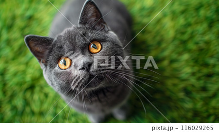 Close-up portrait of a cute gray British shorthair cat with yellow eyes looking at the camera on a green natural background. Funny animals concept. Close-up portrait of a cute gray British shorthair cat with yellow eyes looking at the camera on a green natural background. Funny animals concept. 116029265