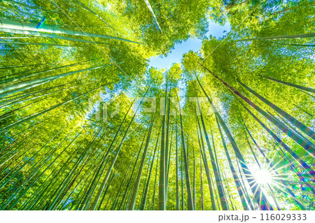 日本の横浜都市景観 黄色みがかり始めた美しい竹林と太陽光…希望の光…＝16日 116029333