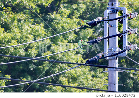 三羽の緑色のセキセイインコ電線にとまる野生のセキセイインコ 三羽の緑色のセキセイインコ電線にとまる野生のセキセイインコ 116029472