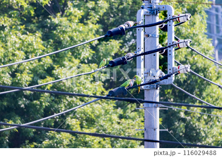 三羽の緑色のセキセイインコ電線にとまる野生のセキセイインコ 三羽の緑色のセキセイインコ電線にとまる野生のセキセイインコ 116029488