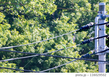 三羽の緑色のセキセイインコ電線にとまる野生のセキセイインコ 三羽の緑色のセキセイインコ電線にとまる野生のセキセイインコ 116029502