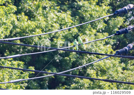 三羽の緑色のセキセイインコ電線にとまる野生のセキセイインコ 116029509