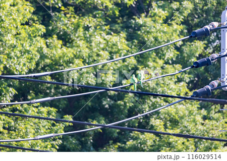 三羽の緑色のセキセイインコ電線にとまる野生のセキセイインコ 三羽の緑色のセキセイインコ電線にとまる野生のセキセイインコ 116029514