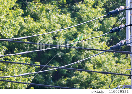 三羽の緑色のセキセイインコ電線にとまる野生のセキセイインコ 116029521