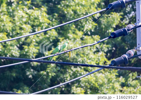 三羽の緑色のセキセイインコ電線にとまる野生のセキセイインコ 三羽の緑色のセキセイインコ電線にとまる野生のセキセイインコ 116029527