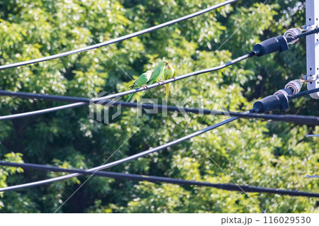 三羽の緑色のセキセイインコ電線にとまる野生のセキセイインコ 116029530