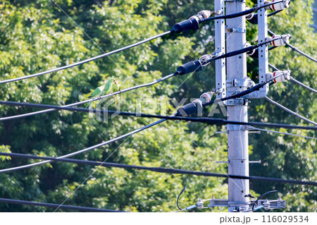 三羽の緑色のセキセイインコ電線にとまる野生のセキセイインコ 116029534