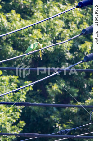 三羽の緑色のセキセイインコ電線にとまる野生のセキセイインコ 116029535
