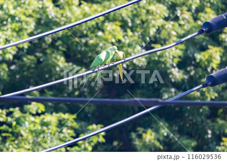 三羽の緑色のセキセイインコ電線にとまる野生のセキセイインコ 116029536