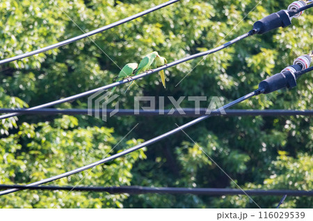三羽の緑色のセキセイインコ電線にとまる野生のセキセイインコ 116029539